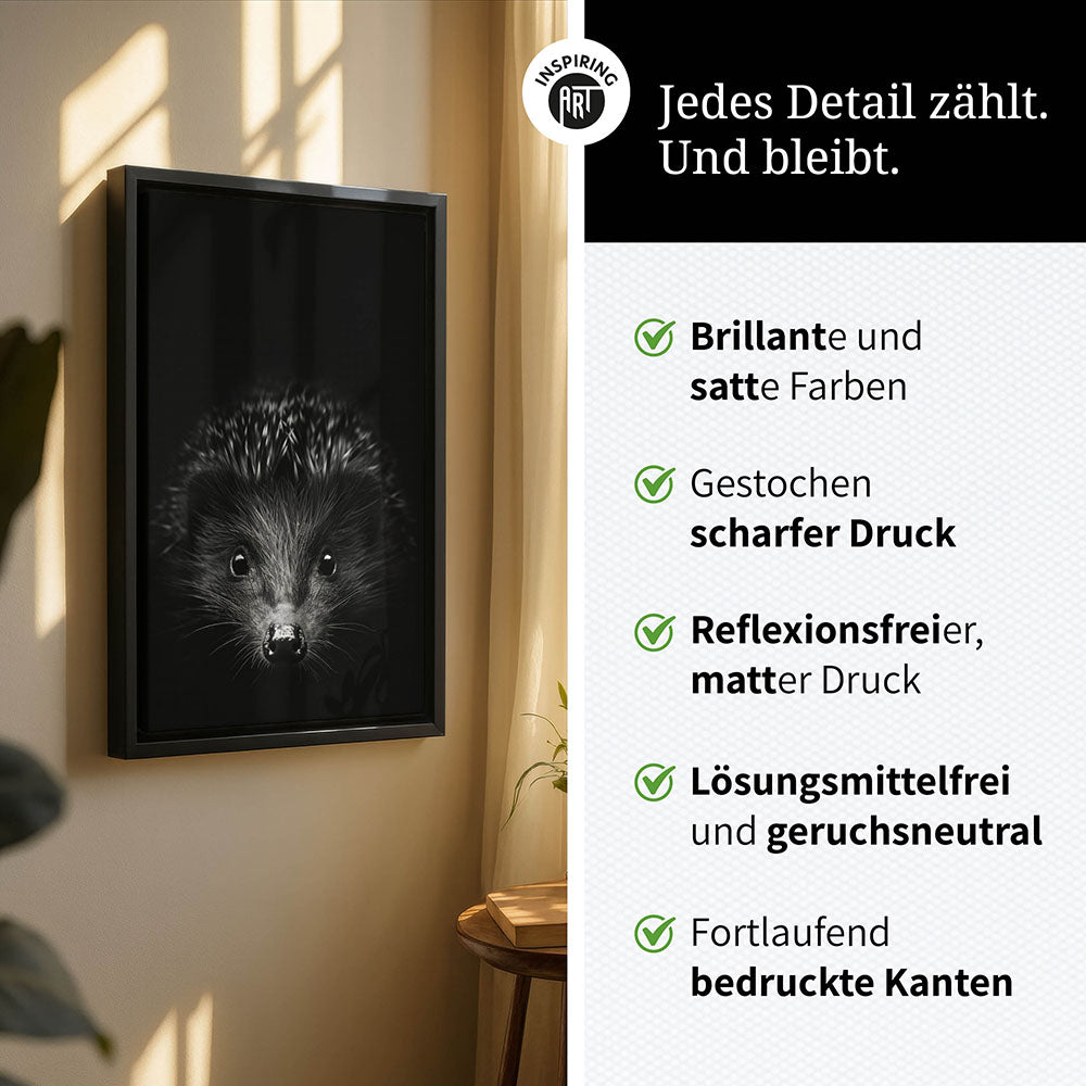 Leinwandbild: Tierporträt Igel "Stitch" in Schwarz-Weiß