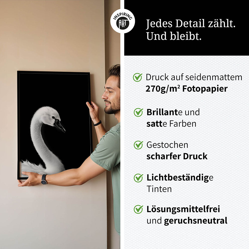 Poster: Tierporträt junger Schwan "Zaria" in Schwarz-Weiß