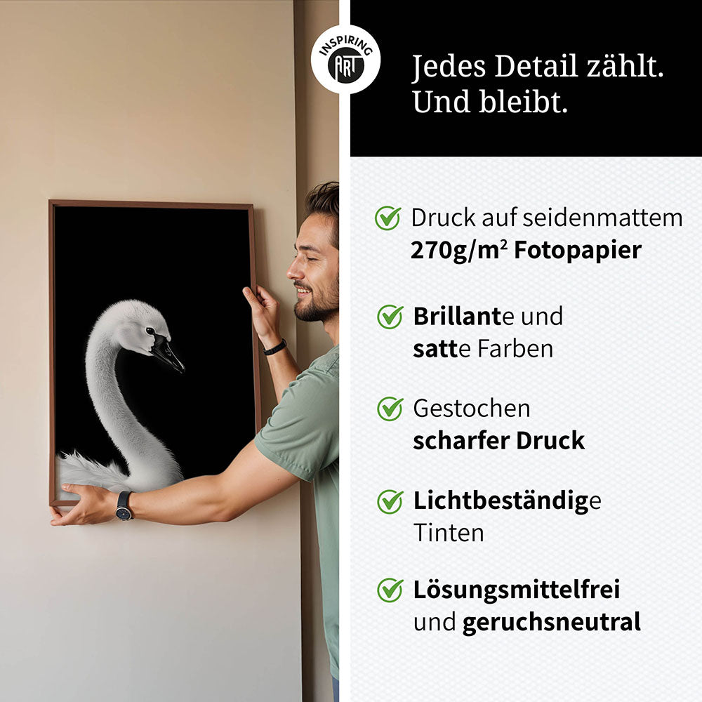 Poster: Tierporträt junger Schwan "Zaria" in Schwarz-Weiß