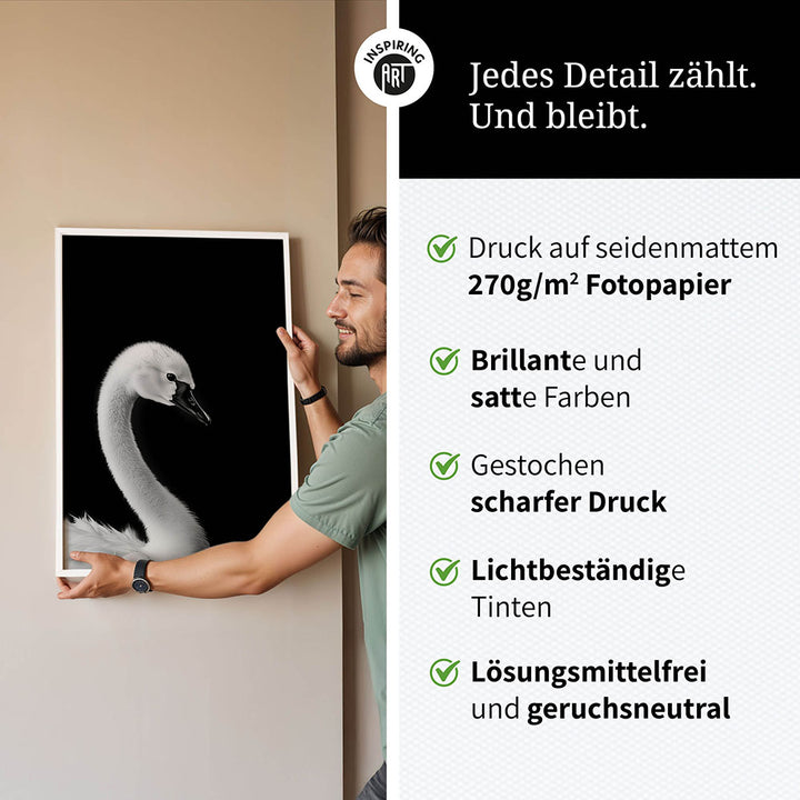 Poster: Tierporträt junger Schwan "Zaria" in Schwarz-Weiß