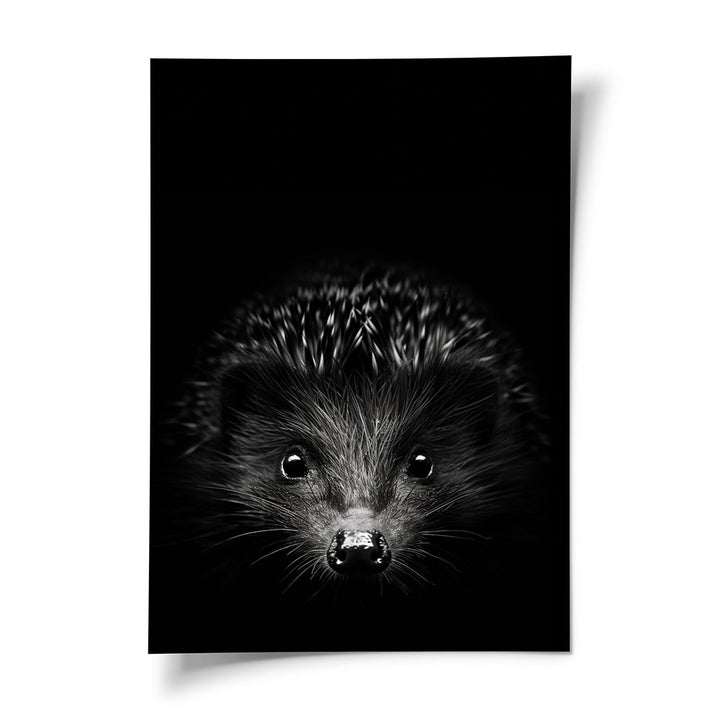 Poster  Tierbild Igel Schwarz Weiß