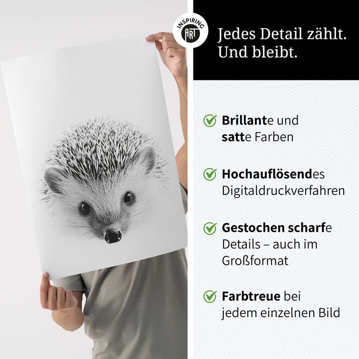 Poster: Tierporträt Igel "Pico" in Schwarz-Weiß