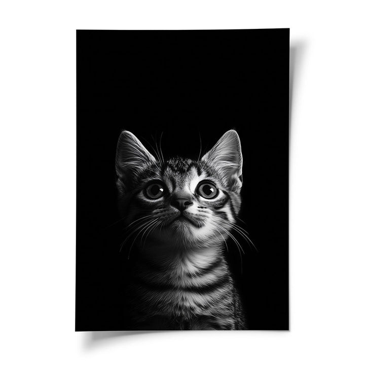 Poster Katze Schwarz Weiß