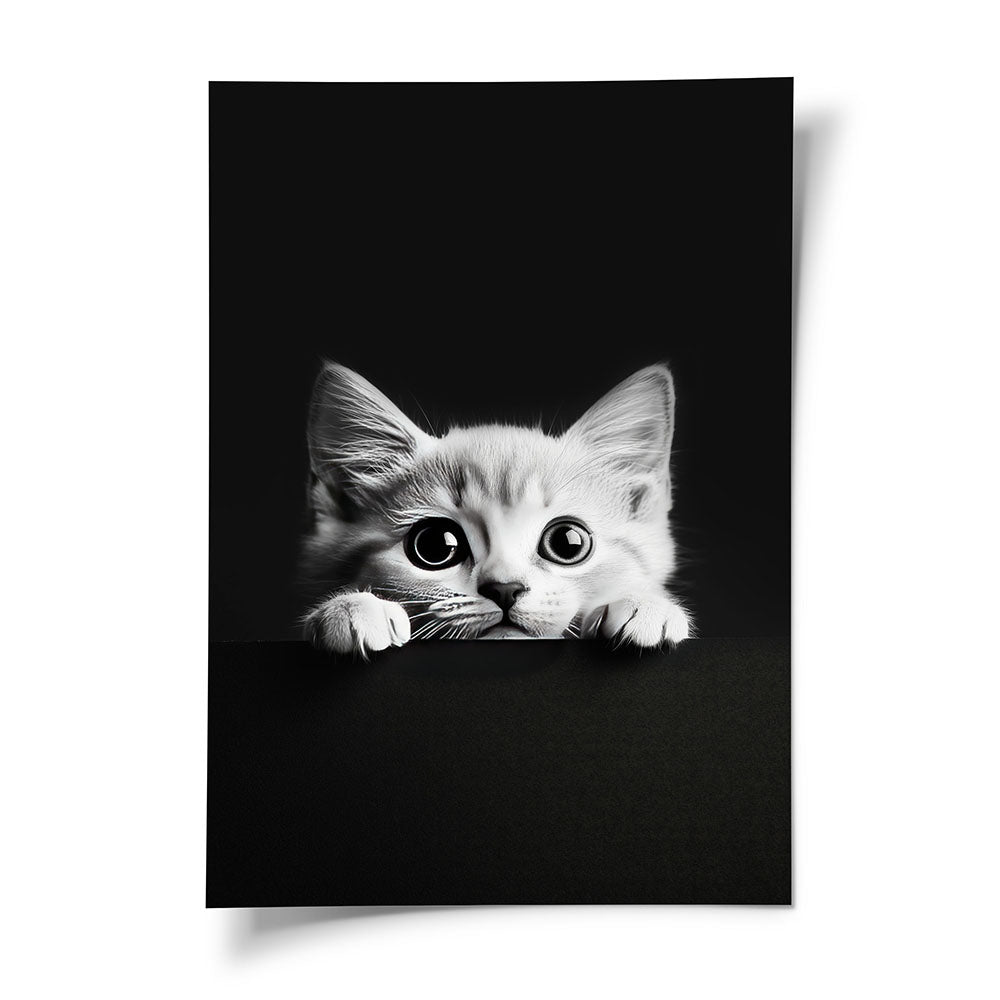 Poster Tierbild  Katze Schwarz Weiß