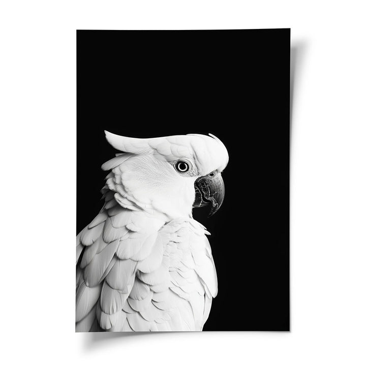 Tierposter Papagei Schwarz Weiß