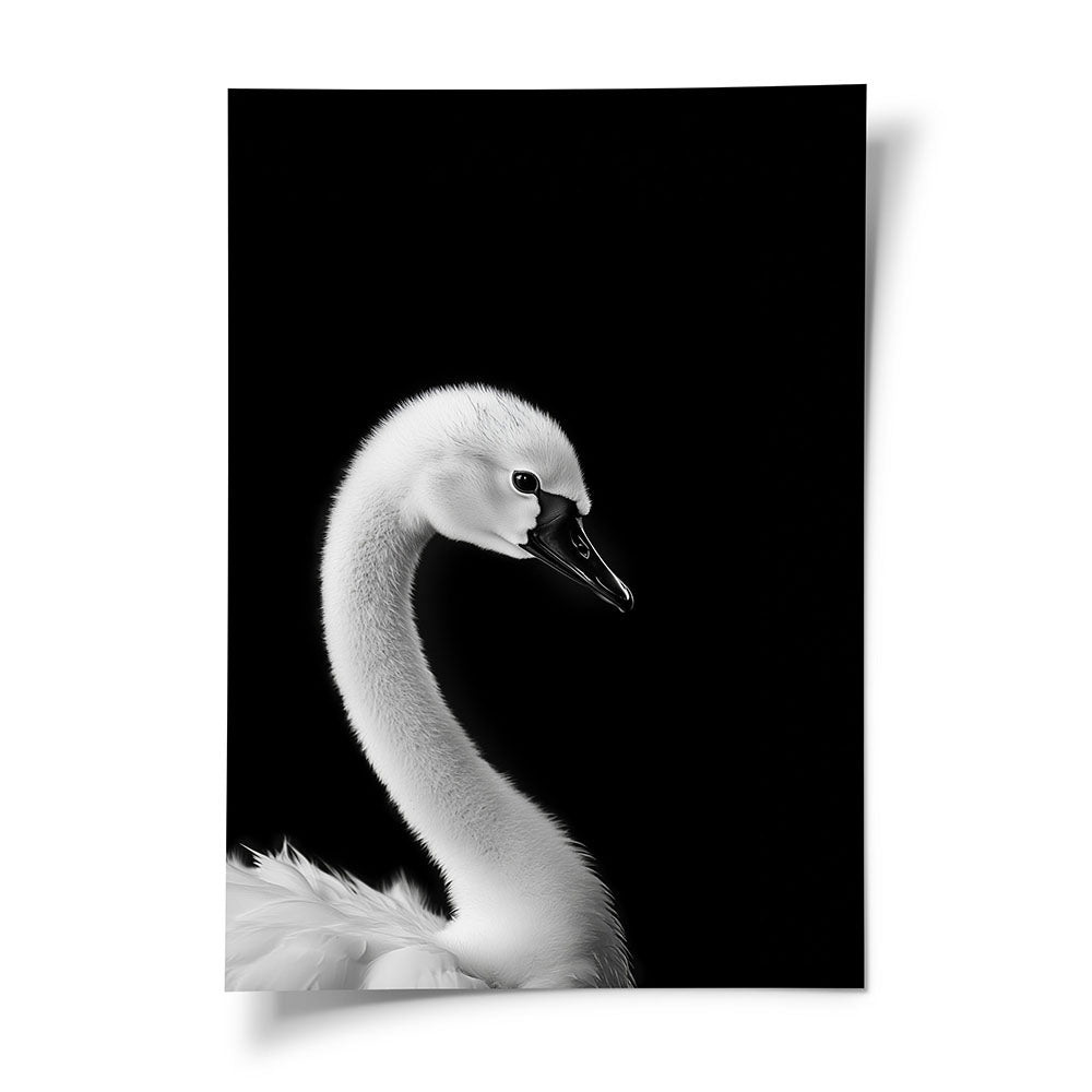 Tierbild Schwan Schwarz Weiß