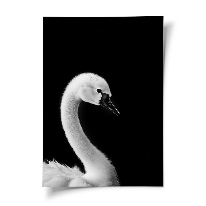 Tierbild Schwan Schwarz Weiß